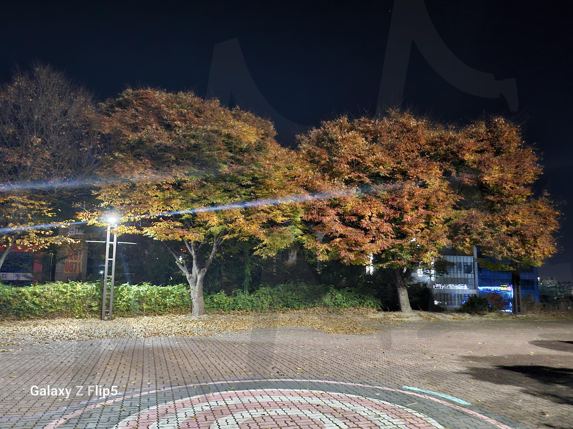 가을 막바지의 단풍 | 단풍, 색깔, 자연의아름다움, 🍁, 중화산동 | 스탠바이 STANDBUY 디지털 콘텐츠