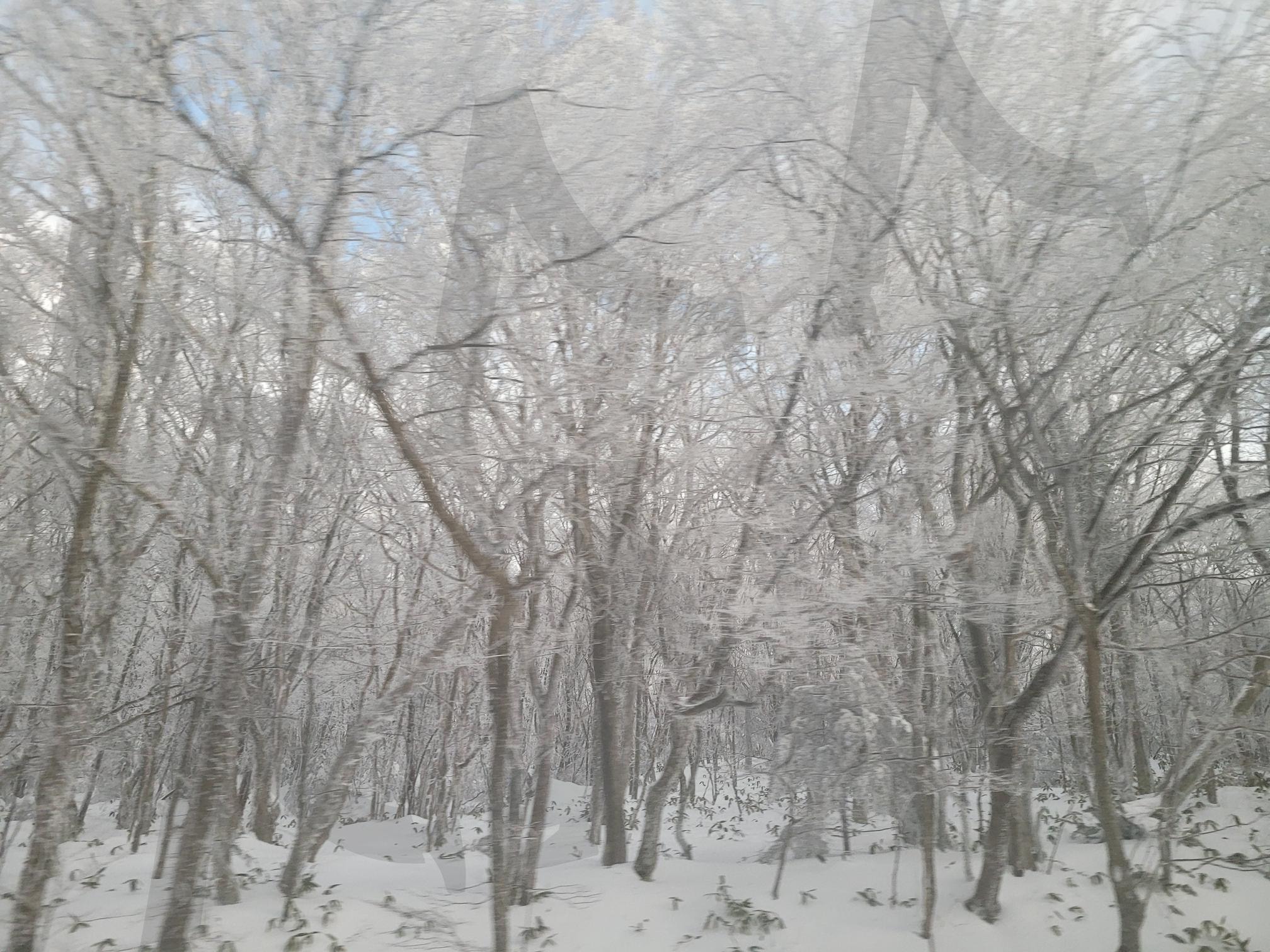 제주도 1100고지 | 겨울, 눈, 제주도, 1100고지, 낭만적, 배경 | 스탠바이 STANDBUY 디지털 콘텐츠