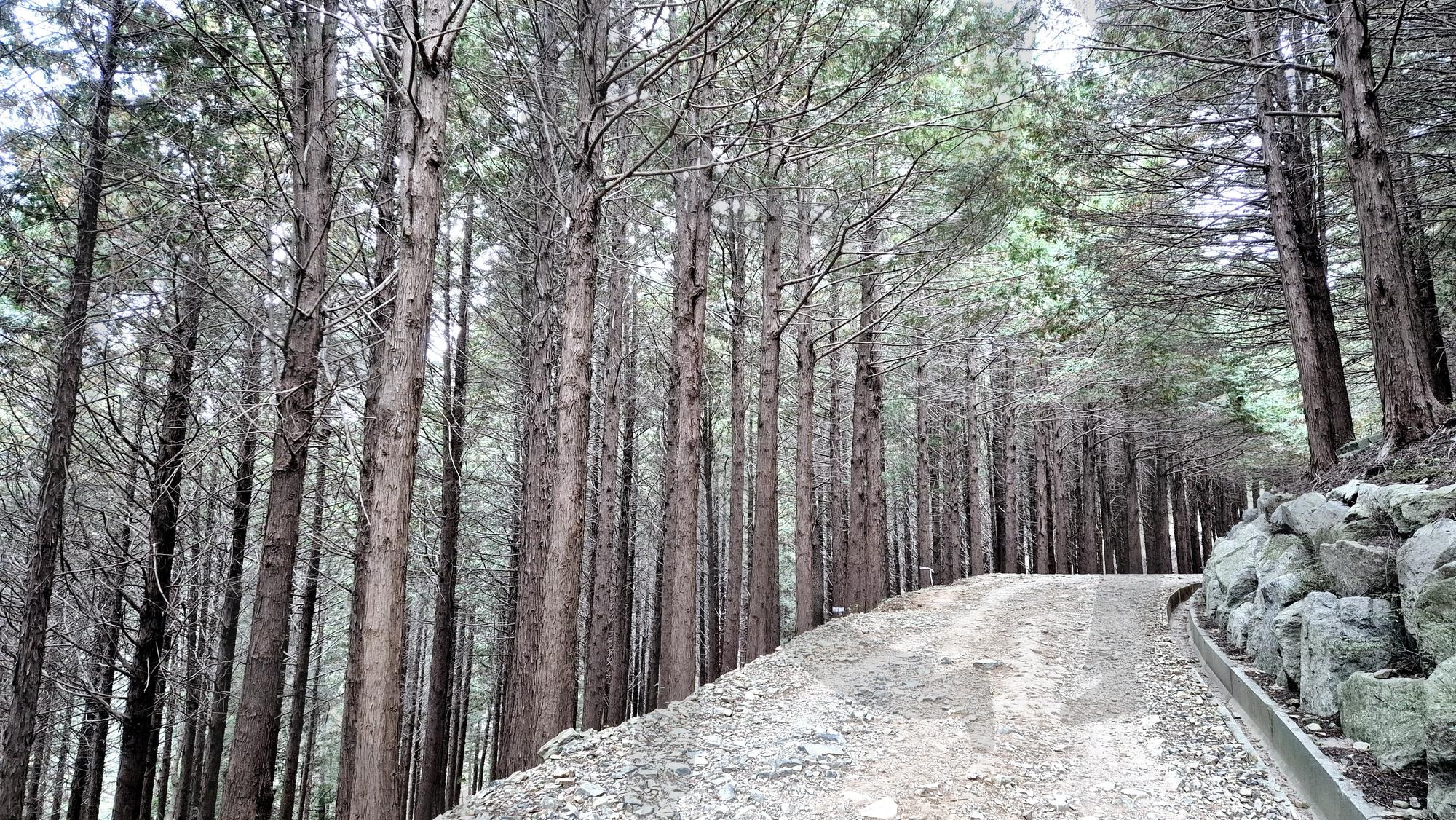 황령산 편백나무숲길 | 100대, 명품, 숲길, 편백나무, 대연동, 명소, 힐링, 피톤치드 | 스탠바이 STANDBUY 디지털 콘텐츠