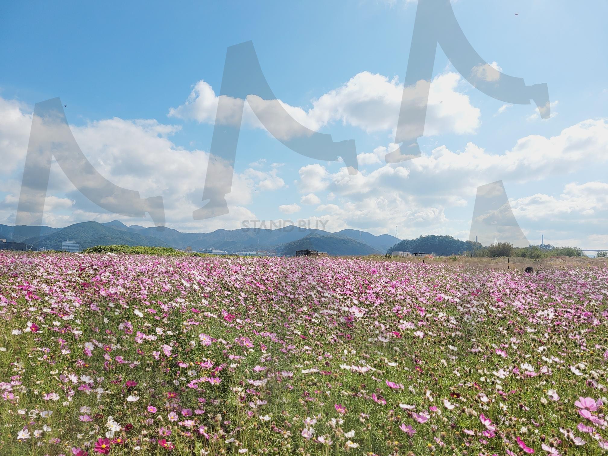 가을 코스모스 | 코스모스, 가을, 분홍, 배경, 꽃 | 스탠바이 STANDBUY 디지털 콘텐츠