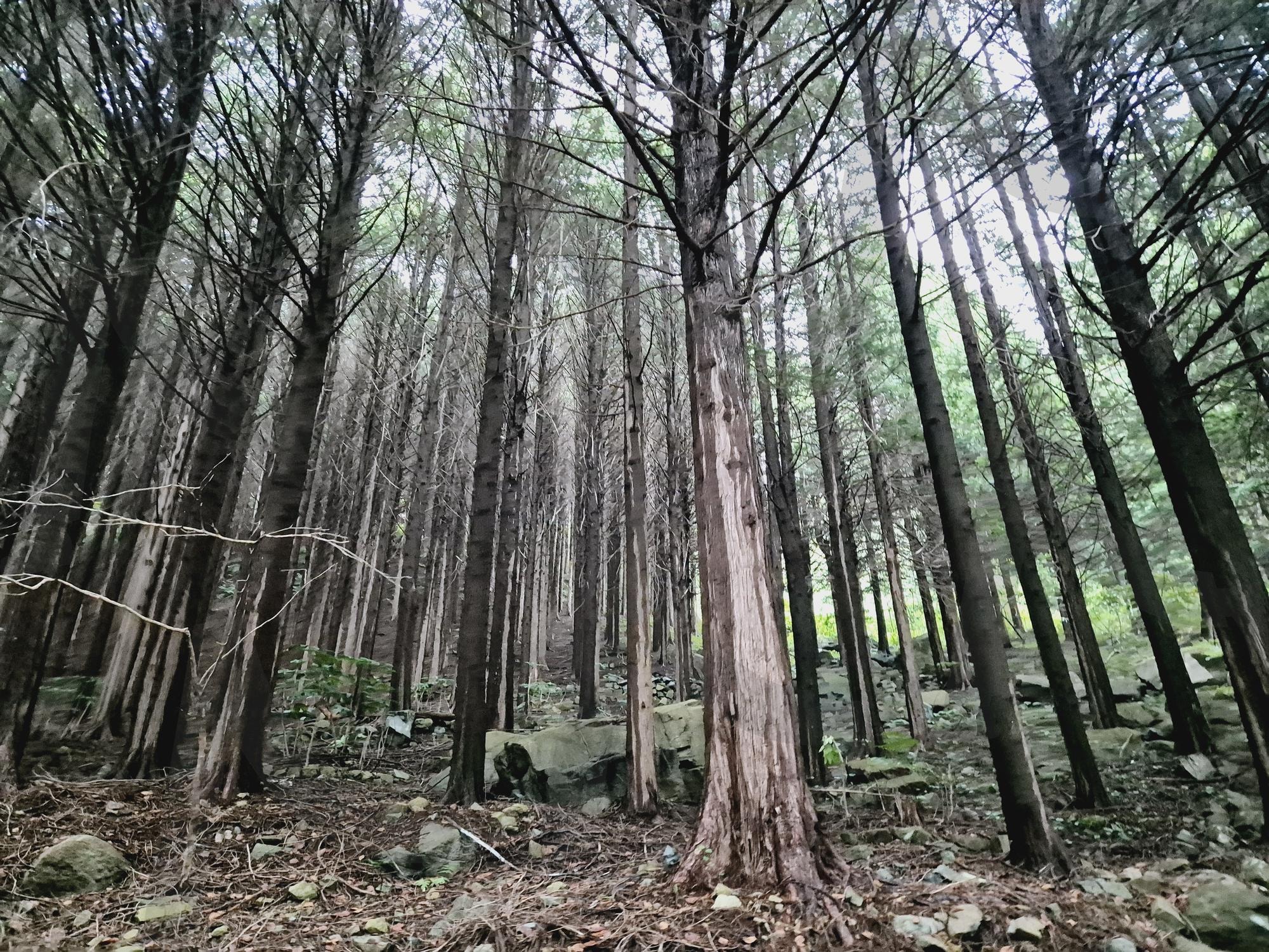 부산 황령산 | 부산, 황령산, 숲길, 힐링, 산책, 피톤치드, 울창한숲 | 스탠바이 STANDBUY 디지털 콘텐츠