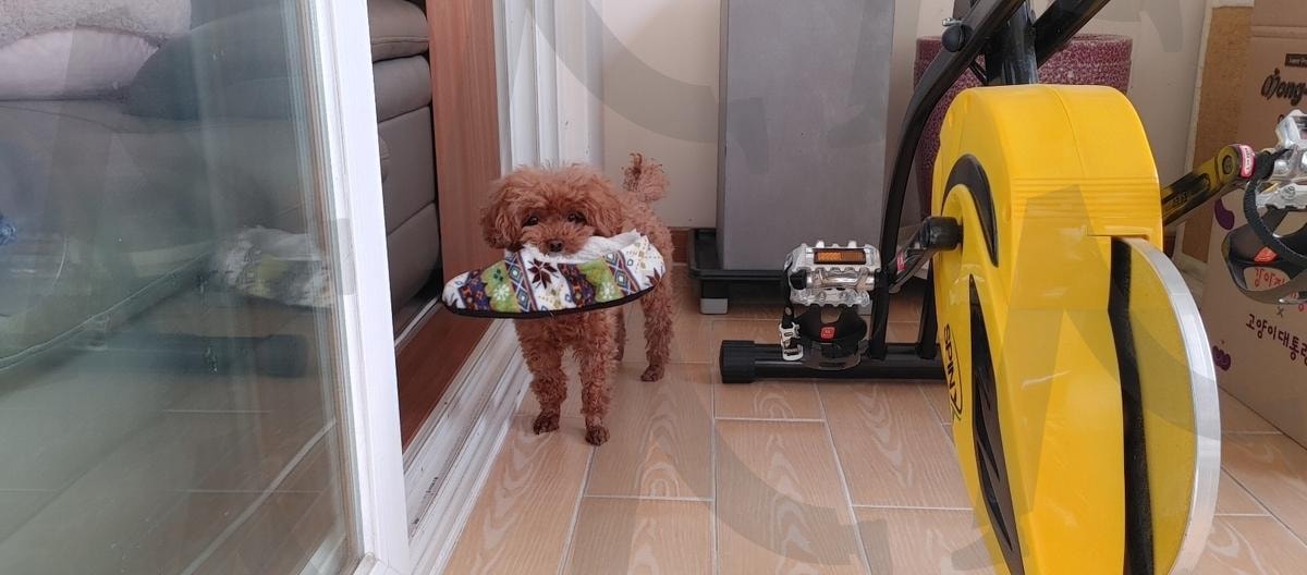 귀여운 강아지 | 동물, 귀여운, 강아지, 푸들, 장난꾸러기 | 스탠바이 STANDBUY 디지털 콘텐츠