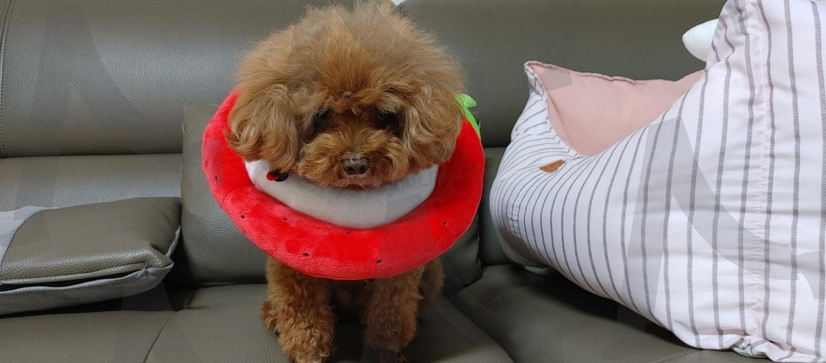 넥카라한 강아지 | 동물, 귀여운, 강아지, 넥카라, 푸들 | 스탠바이 STANDBUY 디지털 콘텐츠