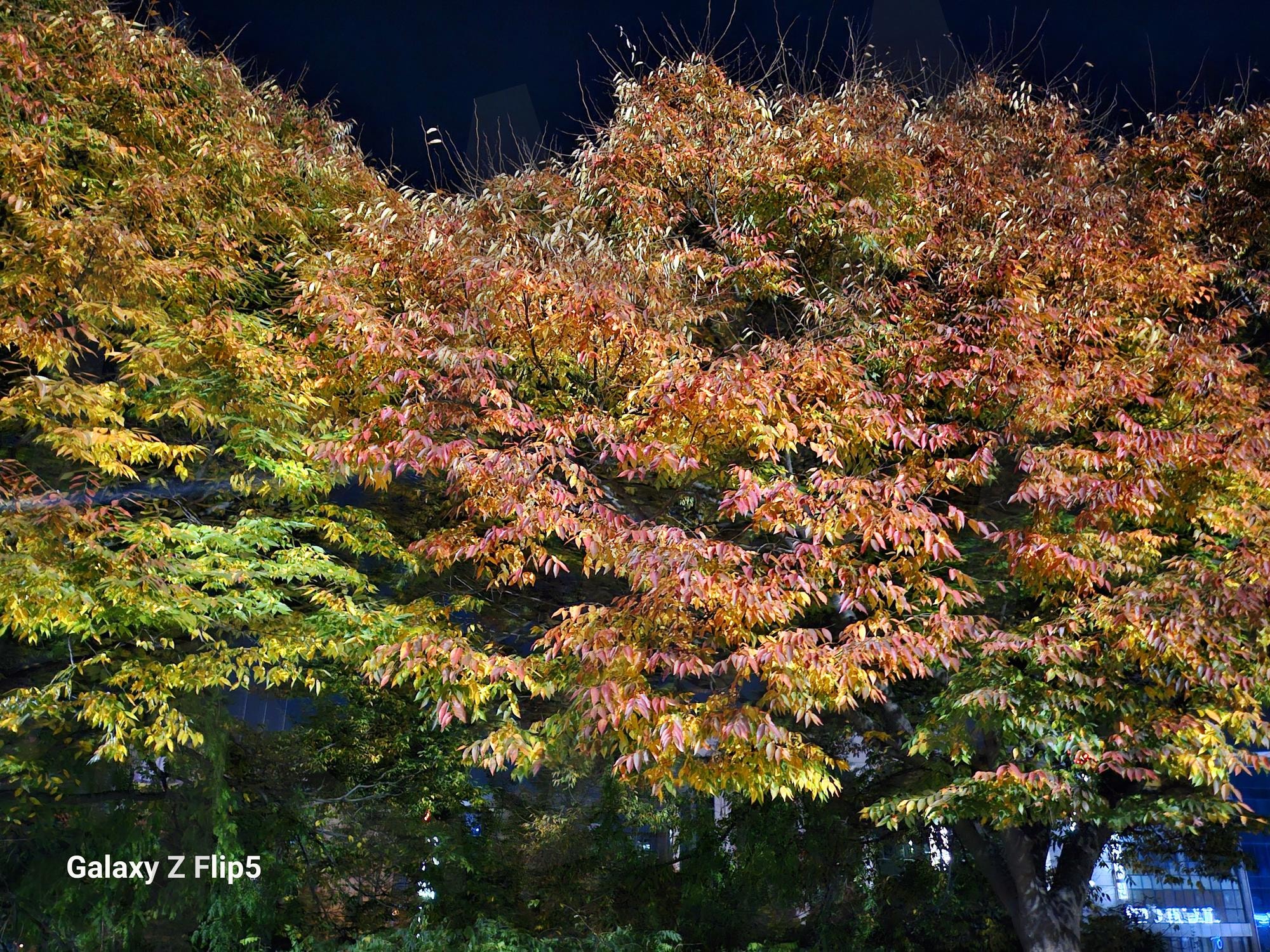 중화산동 단풍나무ㅡ색깔이 너무 이픔 | 🍁, 단풍색깔, 초겨울, 도심속나무, 멋짐, 단풍좋아질나이 | 스탠바이 STANDBUY 디지털 콘텐츠