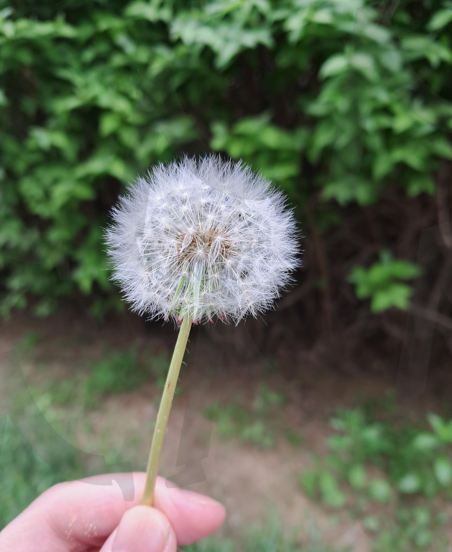 민들레홀씨 | 민들레, 민들레홀씨, 민들레씨앗, 일상, 산책, 꽃, 자연, 야생꽃, 야생화, 들꽃 | 스탠바이 STANDBUY 디지털 콘텐츠