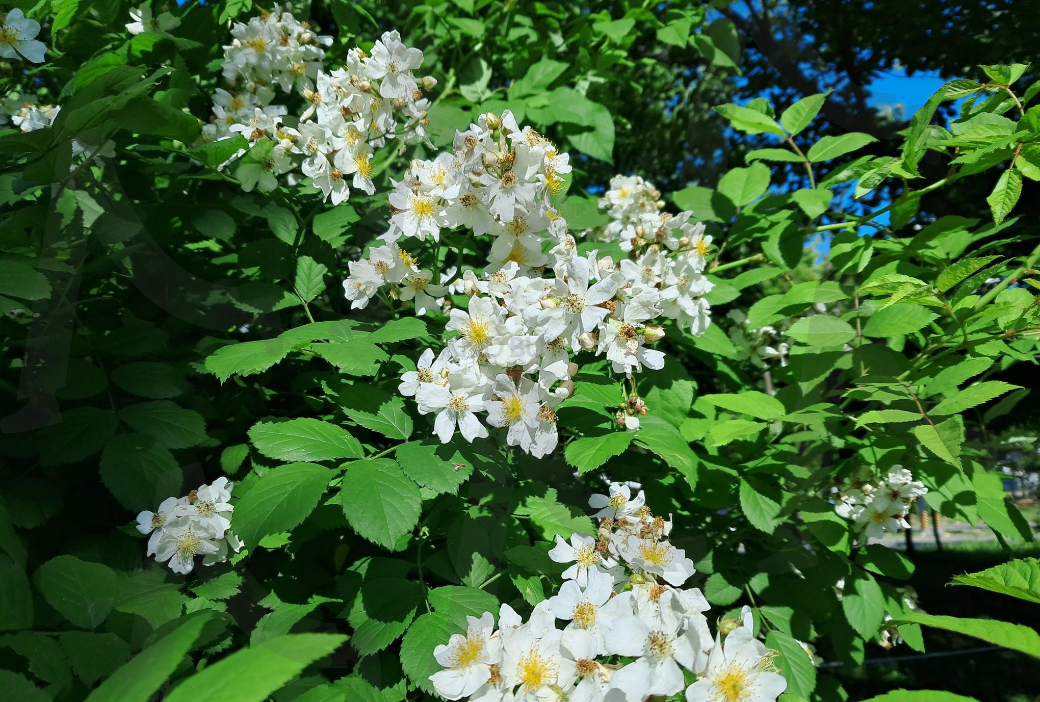 동네근처 꽃 | 흰꽃, 하얀꽃, 동네꽃, 동네산책, 산책, 일상, 야생화, 동네근처 | 스탠바이 STANDBUY 디지털 콘텐츠