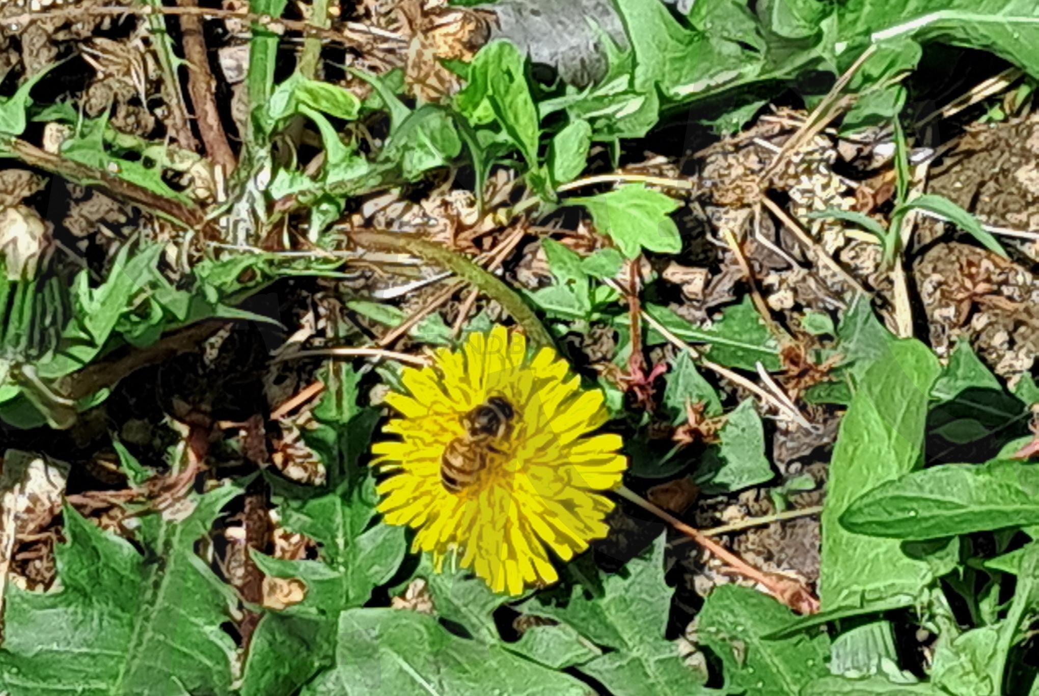 민들레 위 꿀벌 | 꿀벌, 민들레, 야생화, 꽃위에꿀벌, 민들레꽃, 들꽃, 일상, 산책, 꿀벌사진 | 스탠바이 STANDBUY 디지털 콘텐츠