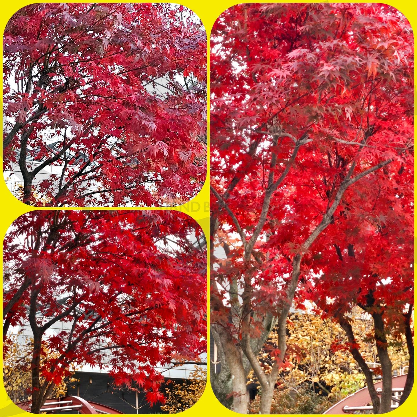 가을 단풍나무 | 🍁 🍁 🍁, 단풍나무, 가을, 끝자락, 분위기, 전주, 중화산동, 은행나무도있음 | 스탠바이 STANDBUY 디지털 콘텐츠