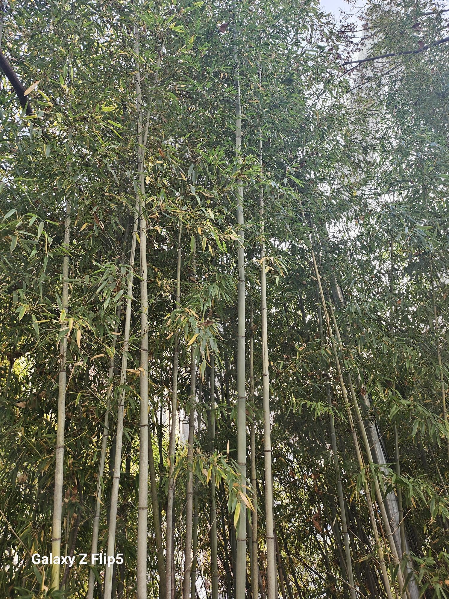 전주 도심 속 대나무 | 대나무, 도심속, 볼거리, 생명력, 강한 식물, 우리나라에는 14종, 번식력우수 | 스탠바이 STANDBUY 디지털 콘텐츠