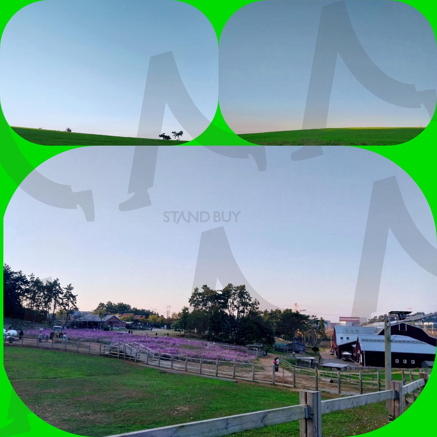 고창 상하농원 멋진 👍 | 고창, 코스모스, 당나귀, 소리지르는 거, 봤음, 경치 인정, 상하농원 | 스탠바이 STANDBUY 디지털 콘텐츠