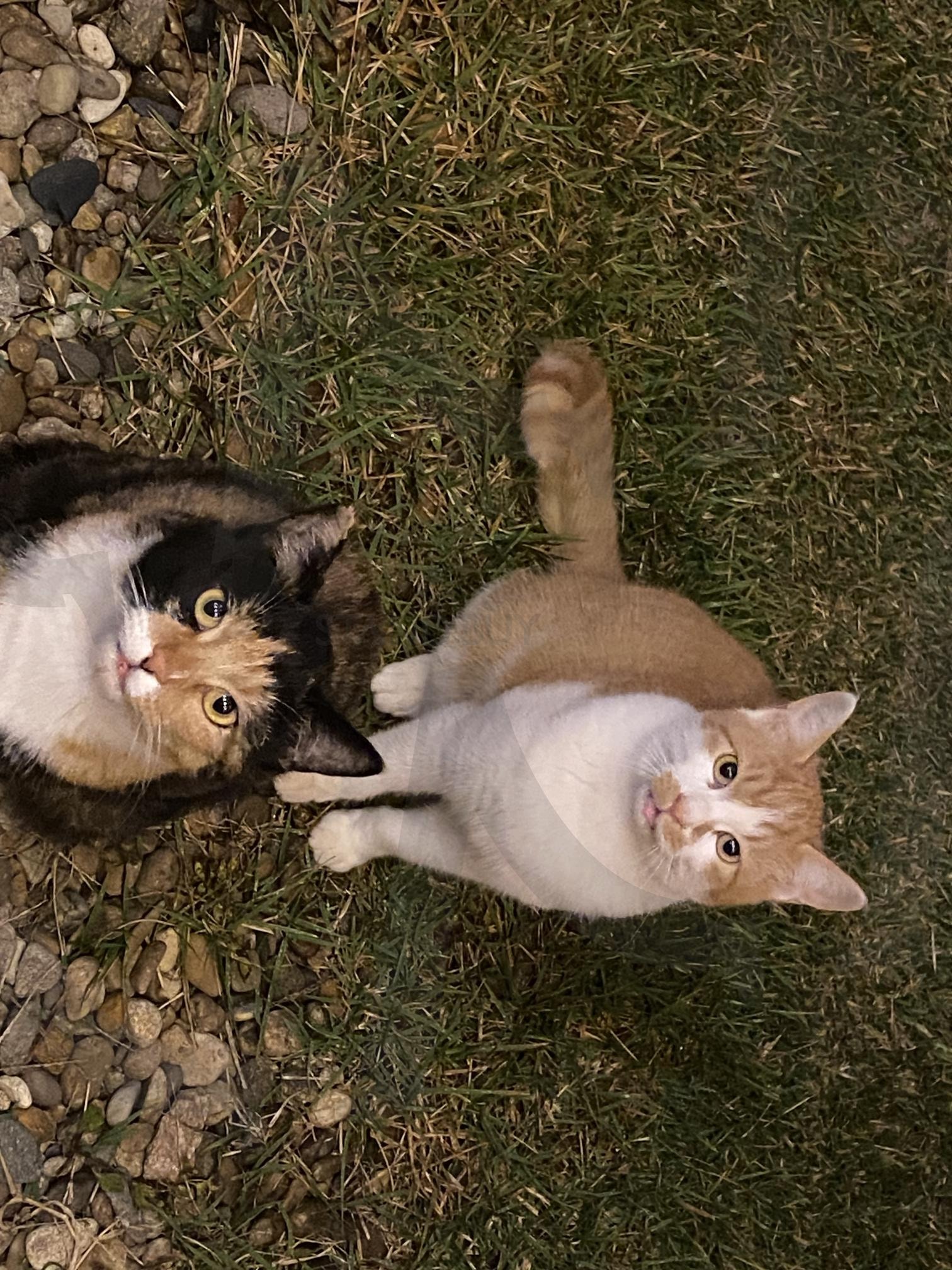 고양이 둘 | 고양이, cat, cute, 배경, 동물 | 스탠바이 STANDBUY 디지털 콘텐츠