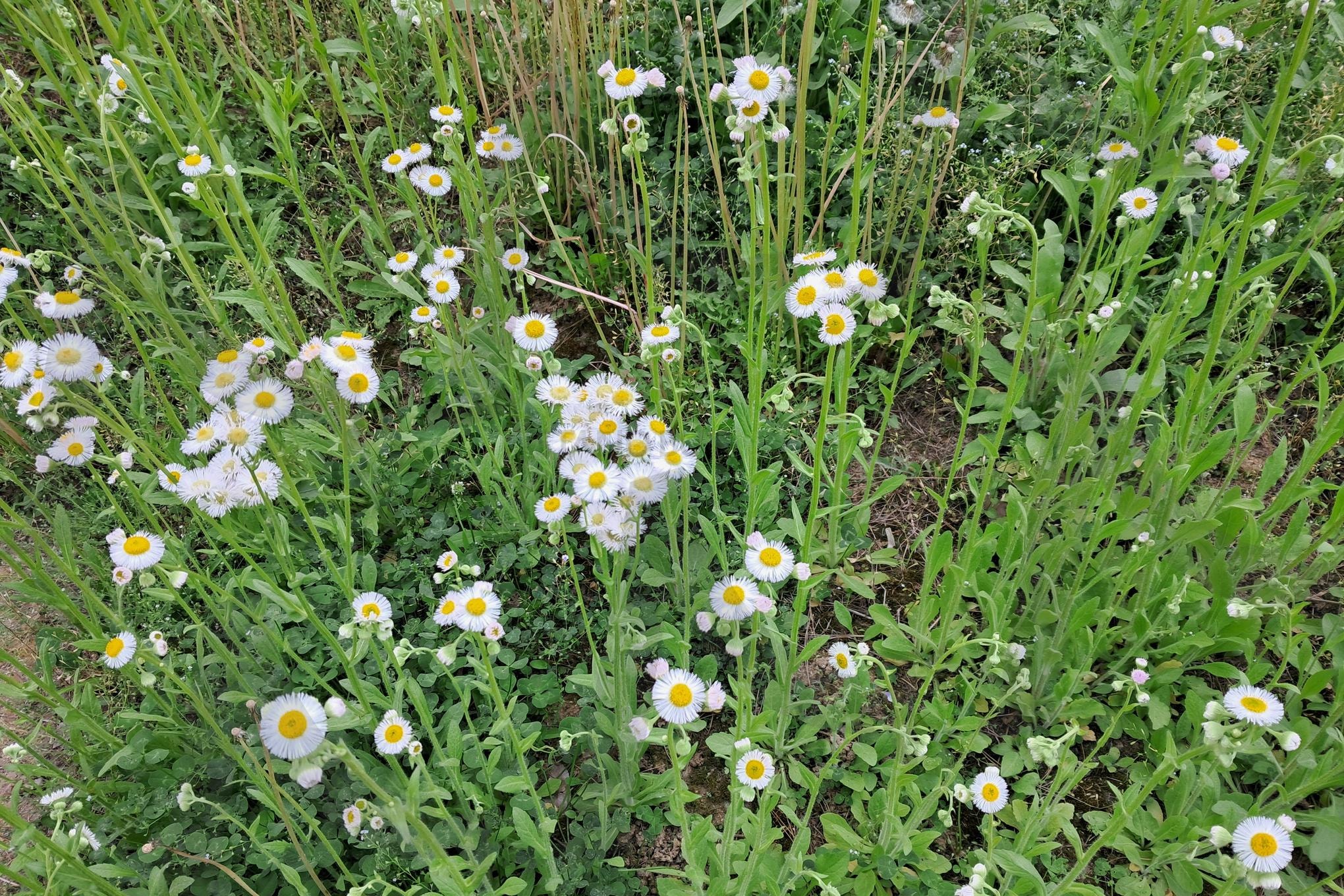 개망초 | 꽃, 자연, 배경화면, 개망초, 계란꽃, 식물, 풍경, 힐링, 계란후라이꽃 | 스탠바이 STANDBUY 디지털 콘텐츠