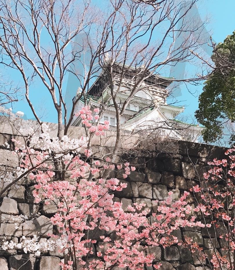 일본 오사카 | 일본, 오사카, 벚꽃, 여행, 관광지, 추억 | 스탠바이 STANDBUY 디지털 콘텐츠