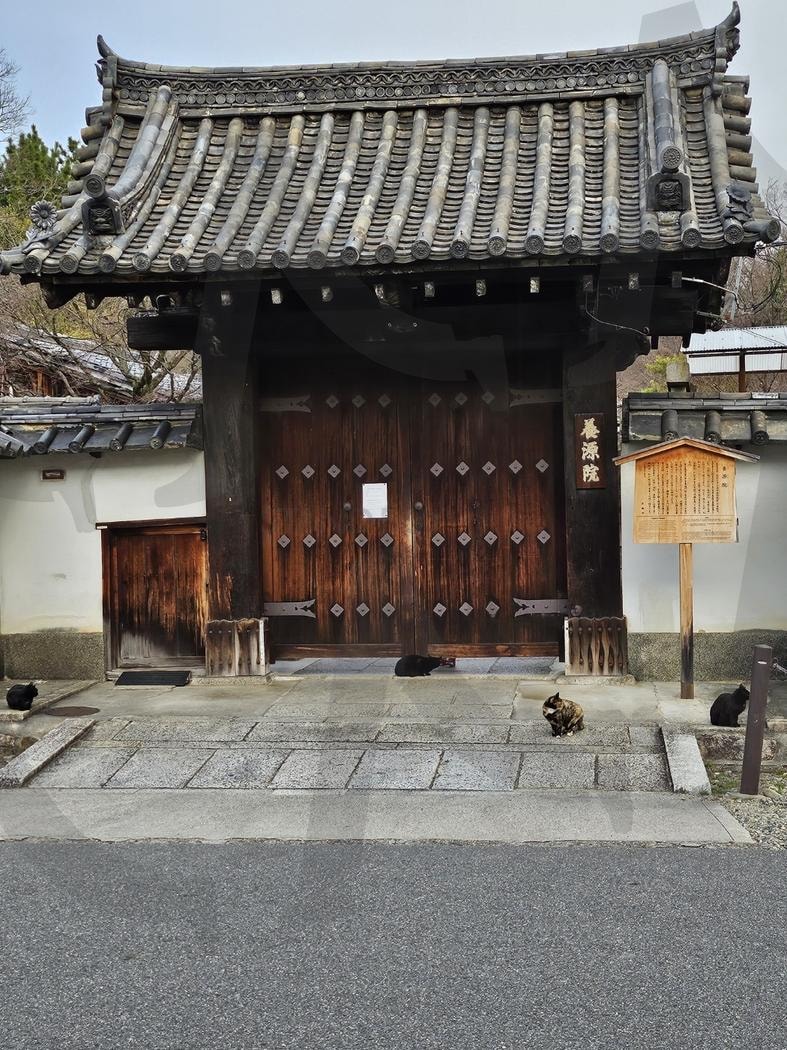 일본 교토 | 일본, 여행, 신사, 고양이, 교토, 추억 | 스탠바이 STANDBUY 디지털 콘텐츠