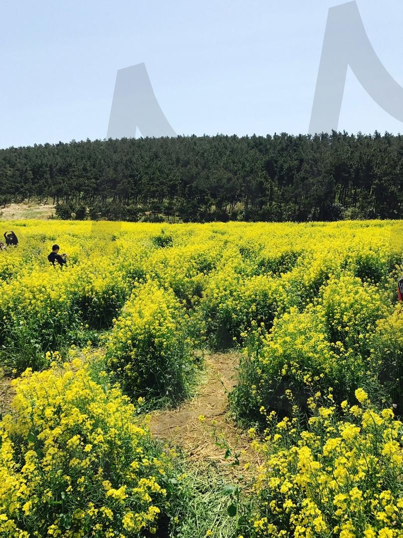 한국 제주도 | 유채꽃, 한국, 제주도, 여행, 봄, 추억 | 스탠바이 STANDBUY 디지털 콘텐츠