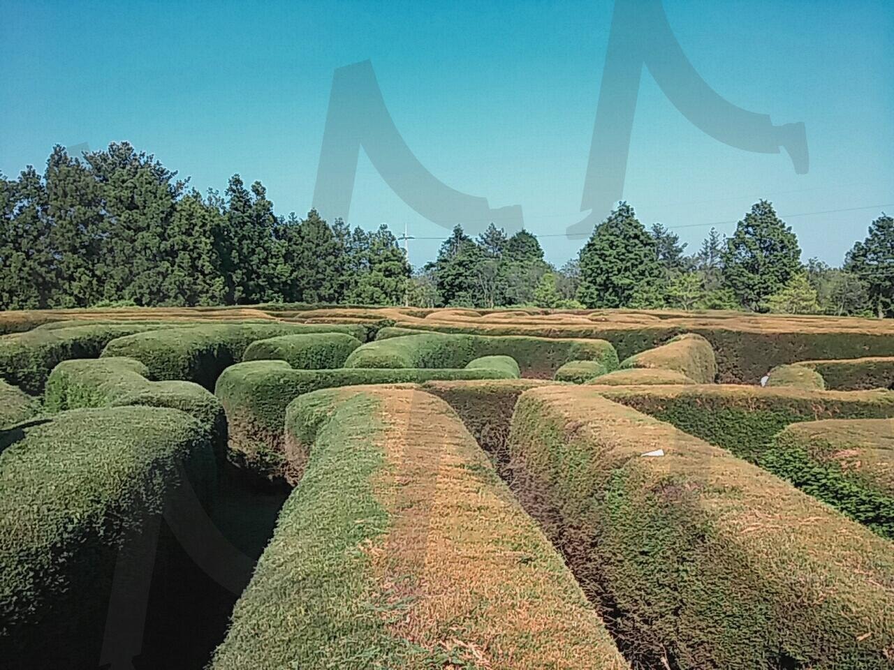 제주도 김녕 미로공원_6 | 제주도, 제주도 여행, 김녕 미로공원, 미로공원, 제주도 김녕 미로공원 | 스탠바이 STANDBUY 디지털 콘텐츠