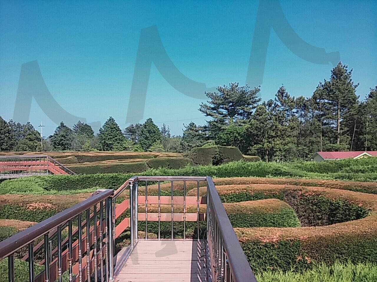 제주도 김녕 미로공원_전경2 | 제주도, 김녕 미로공원, 제주도 김녕 미로공원, 미로공원, 제주도 여행 | 스탠바이 STANDBUY 디지털 콘텐츠