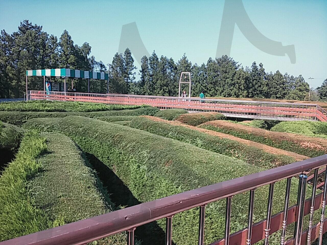 제주도 김녕 미로공원_전경 | 제주도, 김녕 미로공원, 미로공원, 제주도 김녕 미로공원, 제주도 여행 | 스탠바이 STANDBUY 디지털 콘텐츠