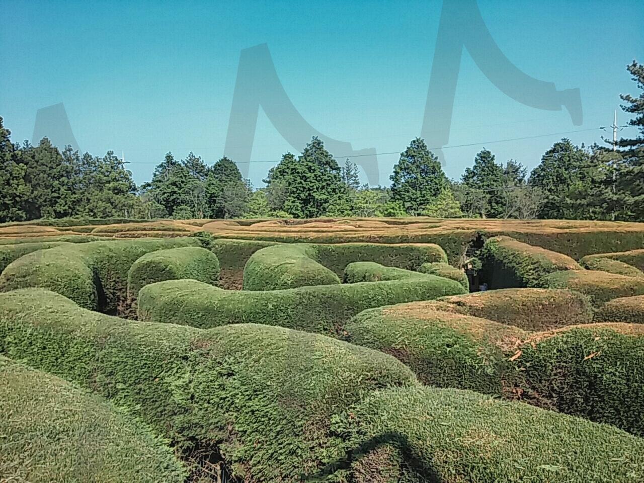 제주도 김녕 미로공원_4 | 제주도, 제주도 여행, 미로공원, 김녕 미로공원, 제주도 김녕 미로공원 | 스탠바이 STANDBUY 디지털 콘텐츠