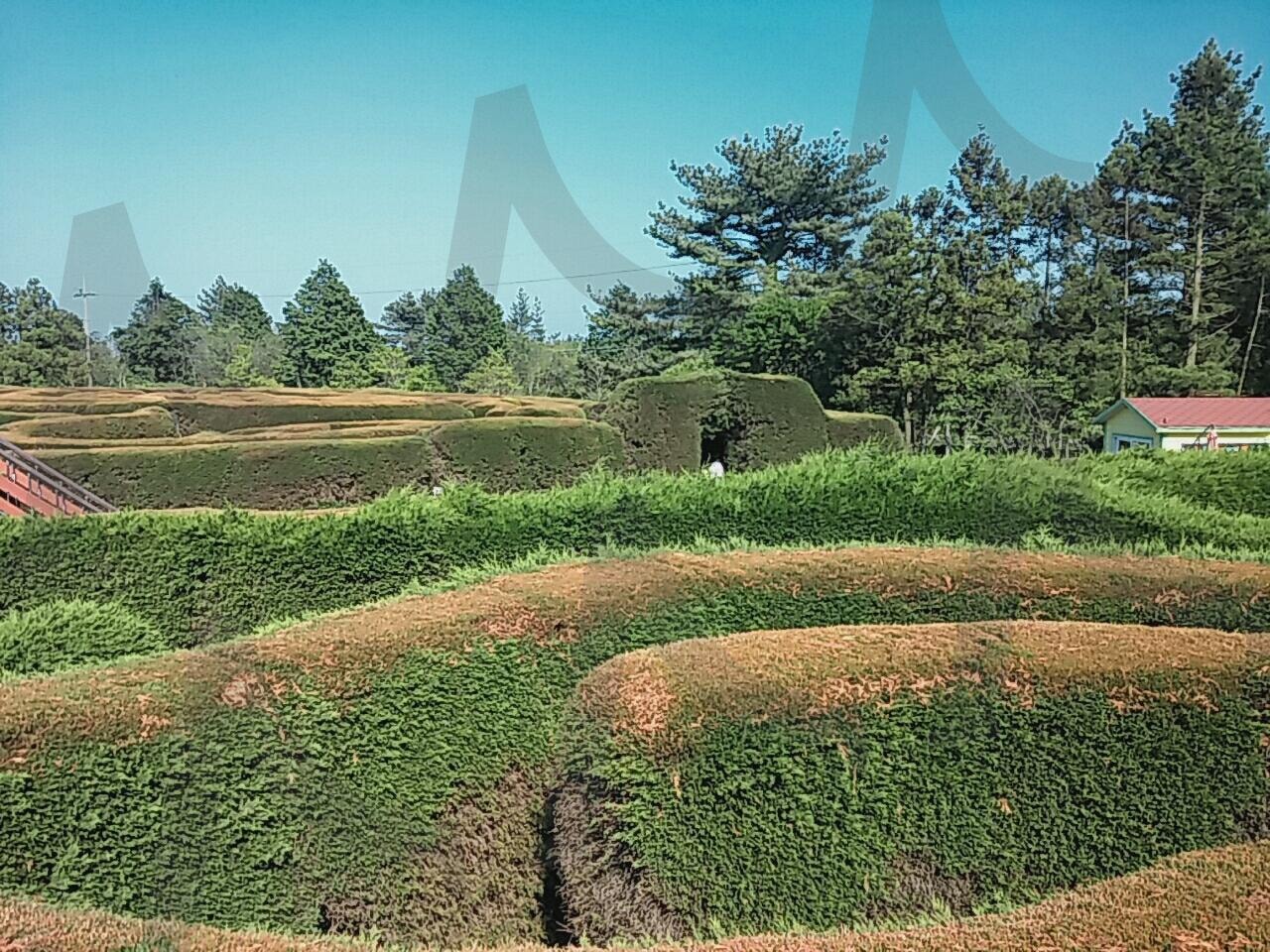 제주도 김녕 미로공원_3 | 제주도, 제주도 여행, 김녕 미로공원, 미로공원, 제주도 김녕 미로공원 | 스탠바이 STANDBUY 디지털 콘텐츠