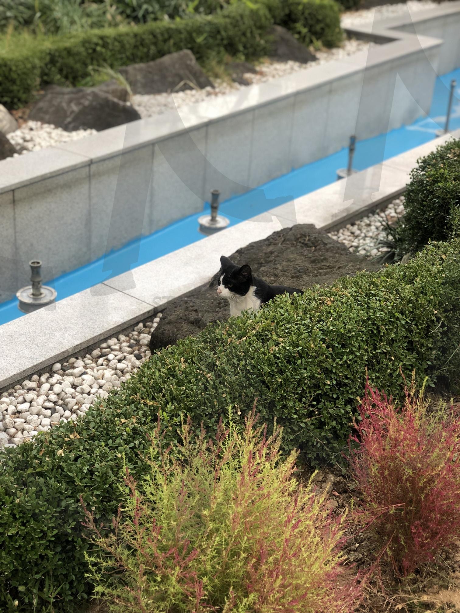 가산디지털역 고양이 | 가산디지털, 고양이, 귀여운, 길양이, 뚱냥이, cat, 동물 | 스탠바이 STANDBUY 디지털 콘텐츠