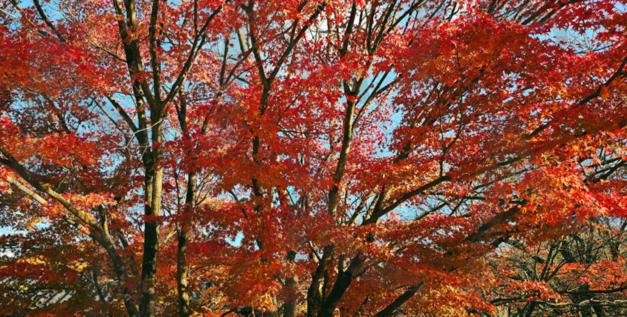 김제 금산사의 단풍 🍁 | 모악산, 김제, 금산사, 단풍이, 다했다, 눈이호강 | 스탠바이 STANDBUY 디지털 콘텐츠