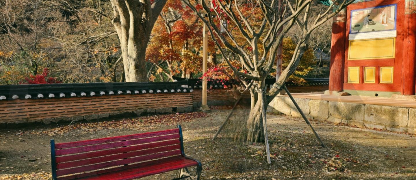 11월 마지막 토요일 금산사ㅡ | 김제, 금산사, 모악산, 🍁, 단풍에반하다, 관광객들, 사진삼매경 | 스탠바이 STANDBUY 디지털 콘텐츠