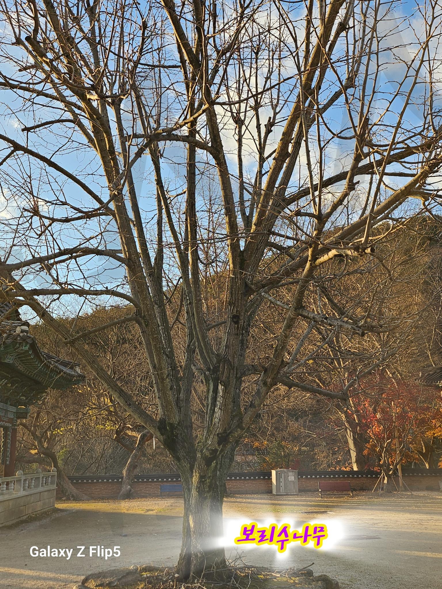 김제 금산사 보리수나무 | 김제금산사, 보리수나무, 미륵전, 석등, 전북사찰, 고요한곳, 참배, 경건한마음 | 스탠바이 STANDBUY 디지털 콘텐츠