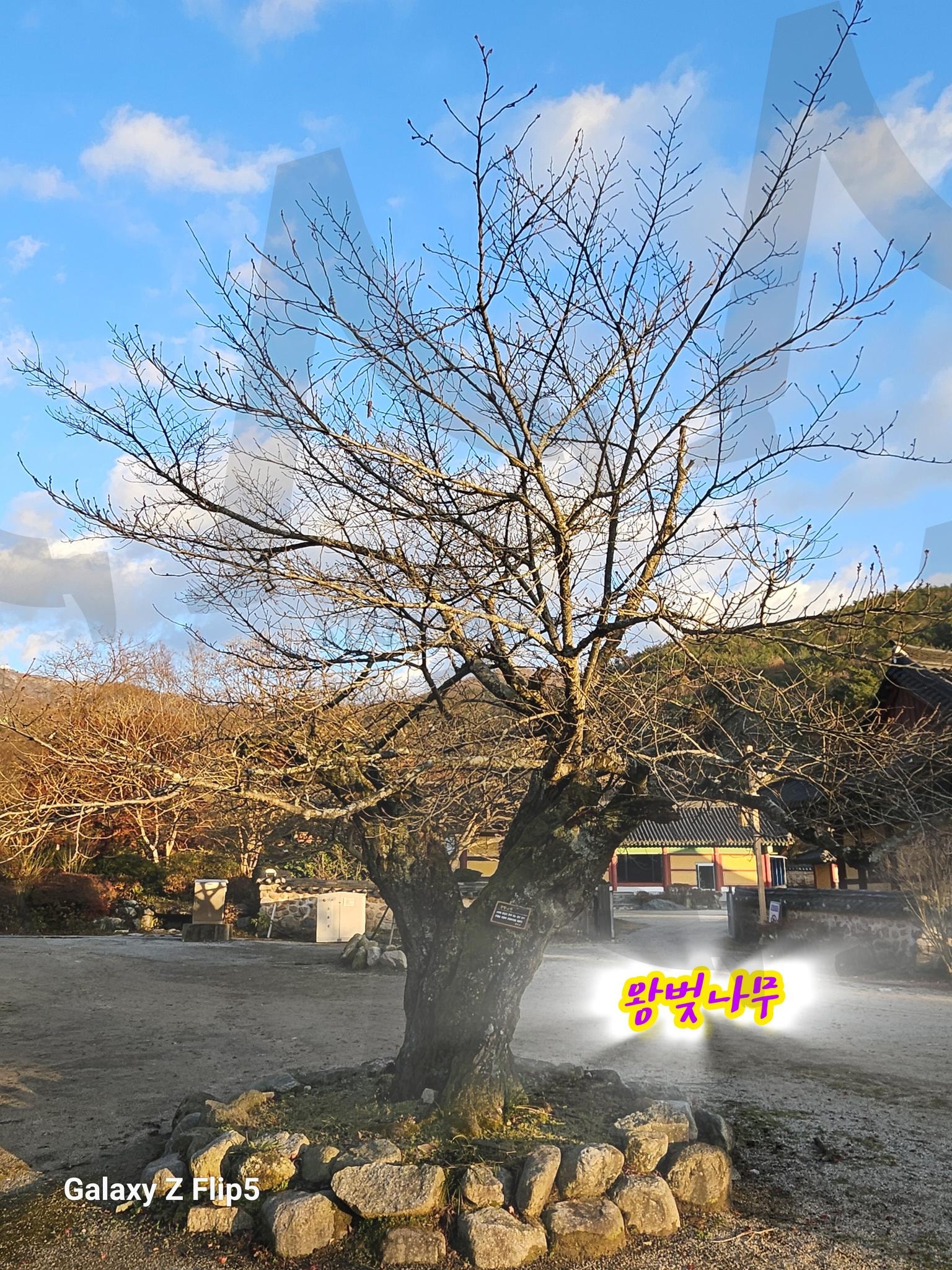 김제 왕벚나무 | 왕벚나무, 김제, 고즈넉한사찰, 모악산금산사, 전라도사찰, 미륵보살상, 옥내입불 | 스탠바이 STANDBUY 디지털 콘텐츠