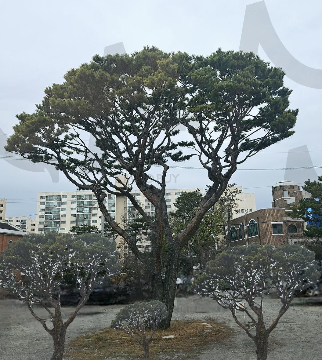 전주 예본교회 주차장에있는 소나무 | 소나무, 전주, 평화동, 예본교회, 웅장한위엄, 주차장 | 스탠바이 STANDBUY 디지털 콘텐츠
