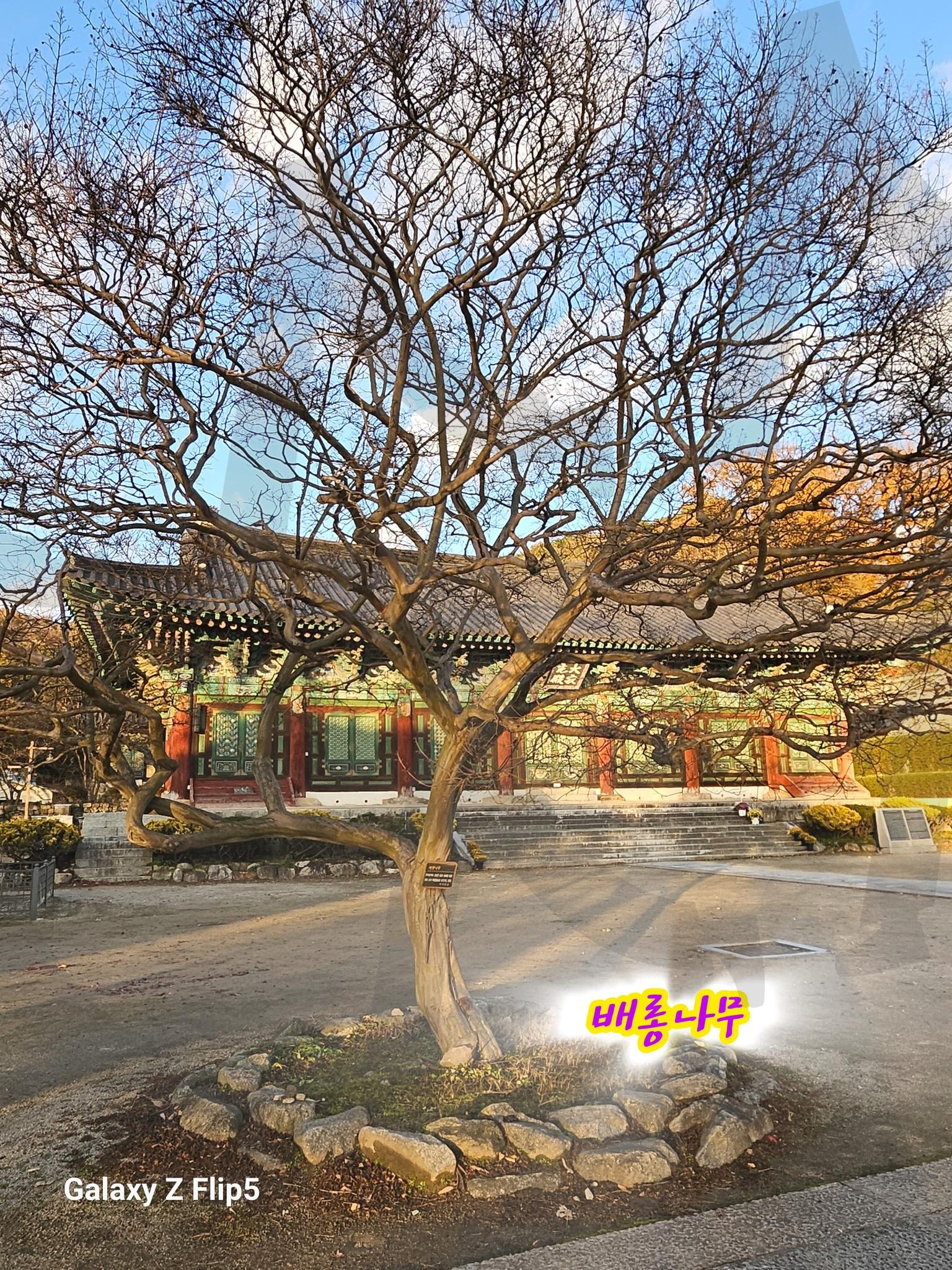 금산사의 배롱나무 | 금산사, 배롱나무, 벚나무, 금산사앞에는 계곡, 대장전 조사전앞 배롱나무, 유일한3층법당, 전북사찰, 국내사찰 | 스탠바이 STANDBUY 디지털 콘텐츠