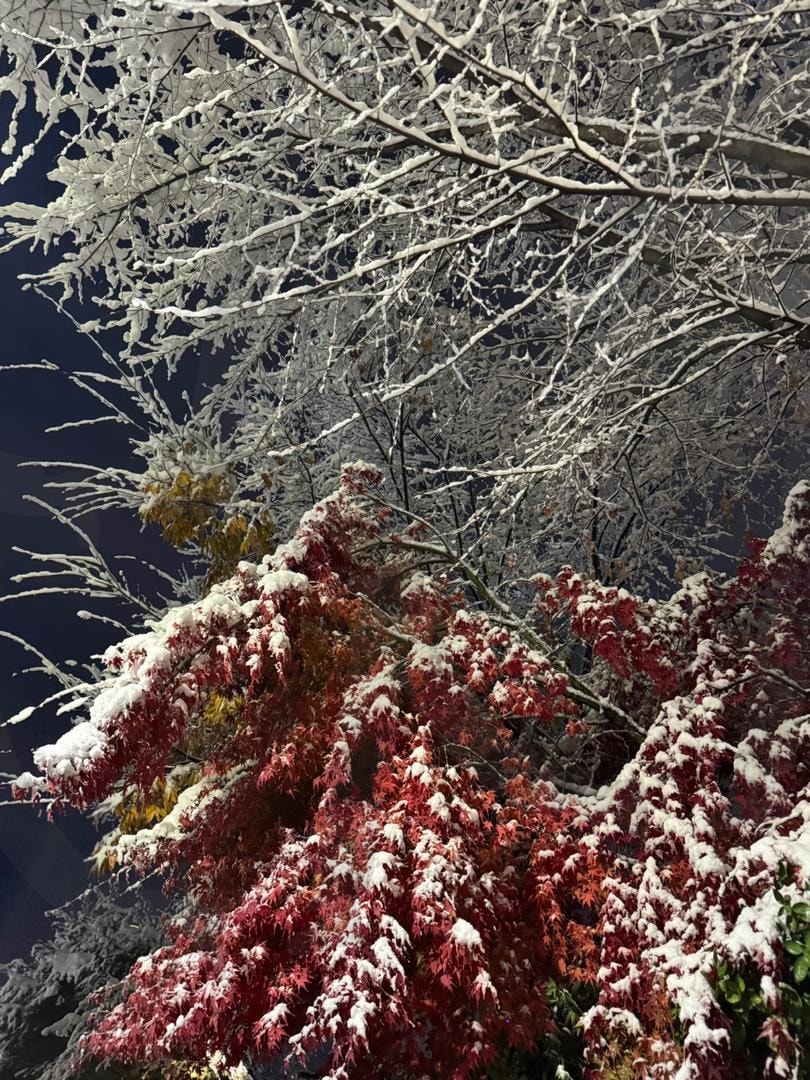 눈 덮인 나무와 낙엽 | 눈, 겨울, 나무, 낙엽, 크리스마스 | 스탠바이 STANDBUY 디지털 콘텐츠