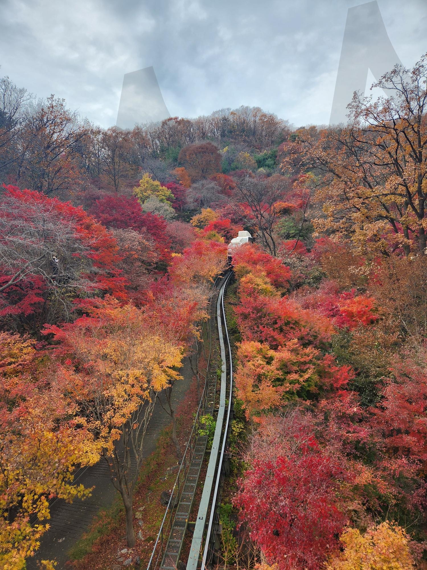 화담숲 | 화담숲, 단풍, 은행, 가을, 모노레일 | 스탠바이 STANDBUY 디지털 콘텐츠