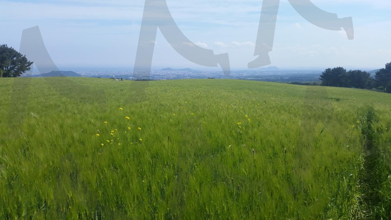 제주도 보리밭 절경 | 제주도여행, 국내여행, 보리밭, 보리밭풍경, 자연풍경, 하늘, 보리밭언덕, 푸른언덕, 자연, 절경 | 스탠바이 STANDBUY 디지털 콘텐츠