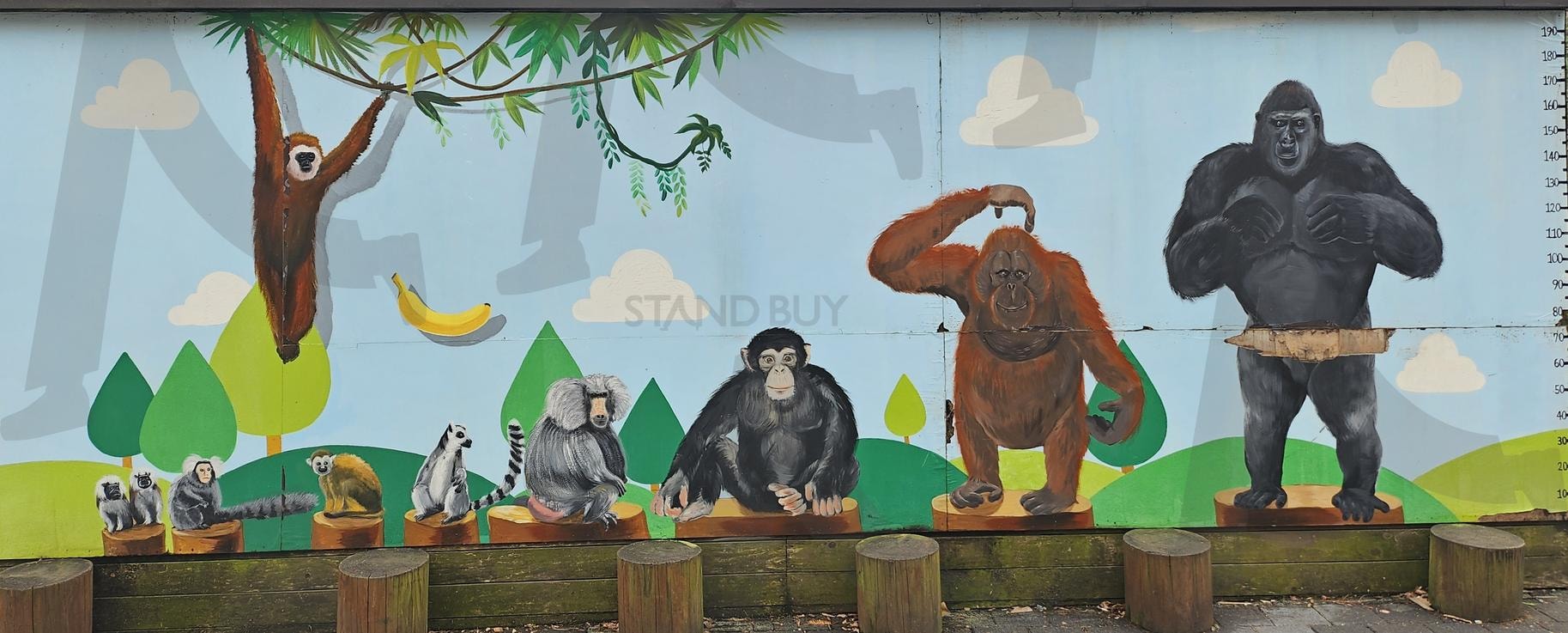 원숭이들 | 전주동물원, 오랑오탄, 개코원숭이, 유인원, 엉덩이, 빨개, 캥거루처럼, 아기원숭이 안고있었음 | 스탠바이 STANDBUY 디지털 콘텐츠