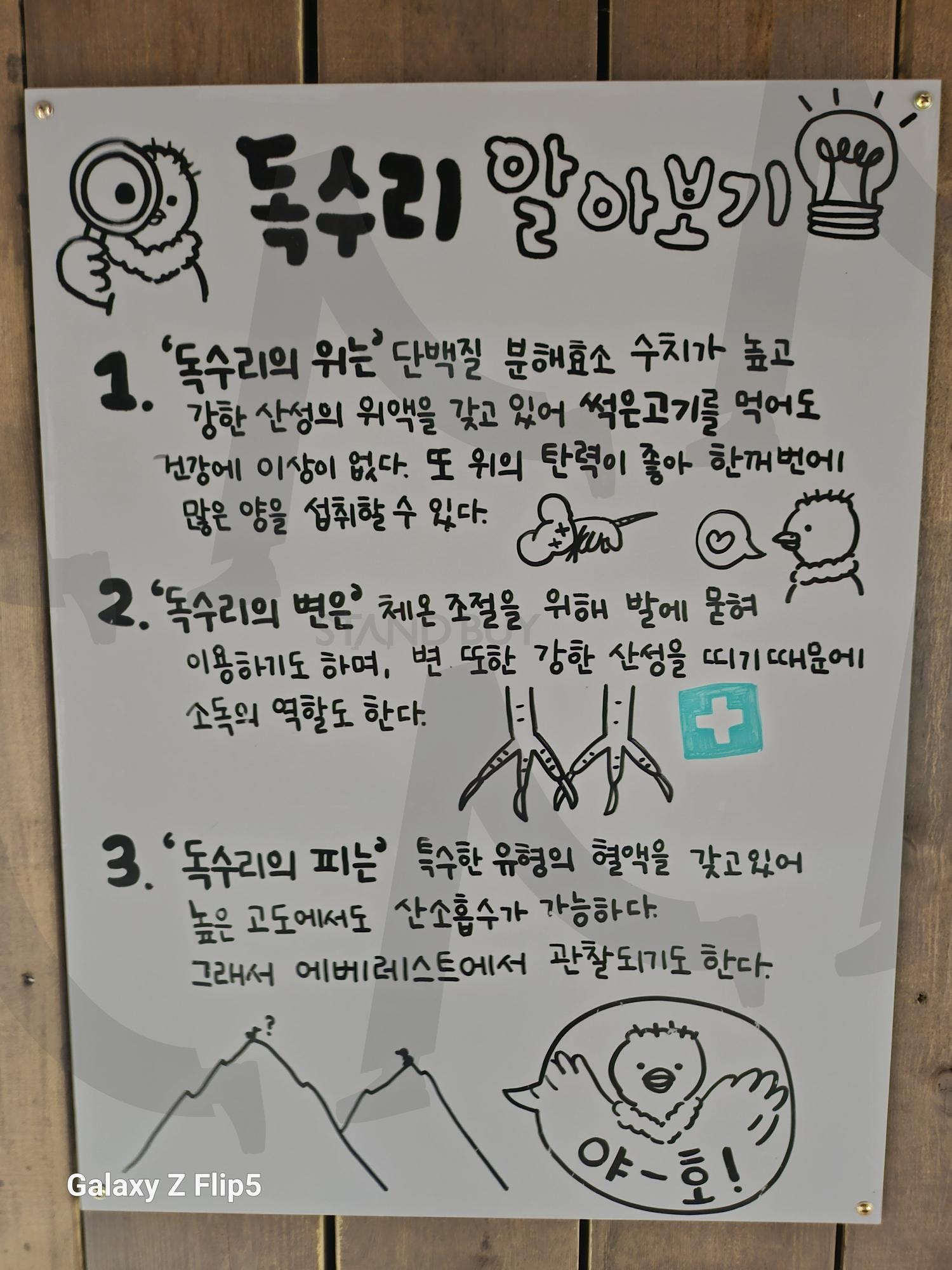 전주 동물원에서 독수리 특징이 적힌 팻말 | 독수리, 특징, 전주, 동물원, 어마어마한 크기, 독수리종류 | 스탠바이 STANDBUY 디지털 콘텐츠