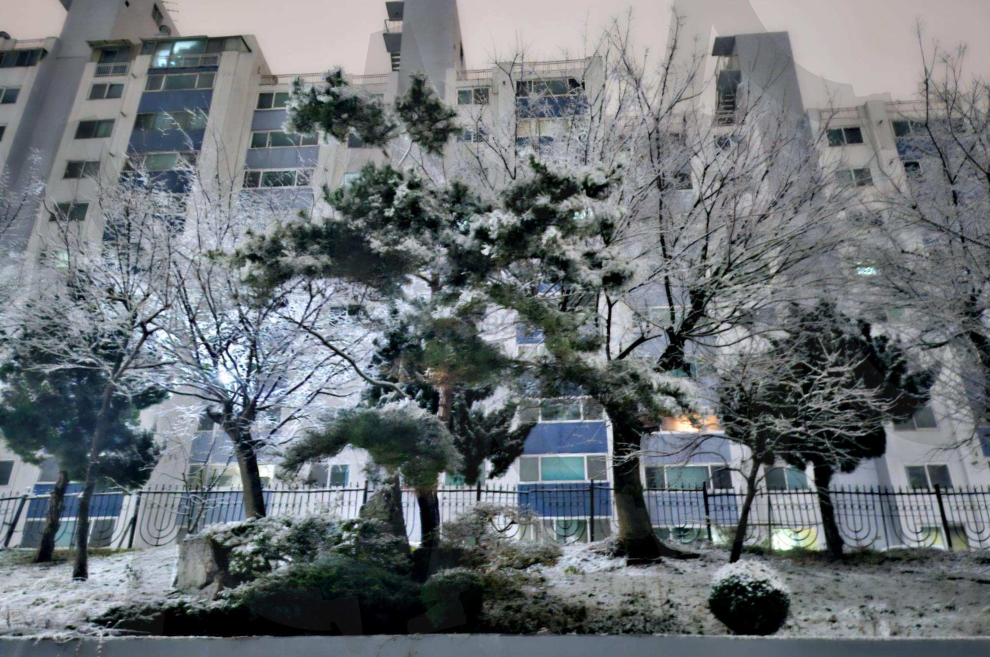 눈오는 날 사진 찍으니 이렇게 아름답네요 | 자연, 나무, 눈, 아름다운, 자연이 좋다., 이런 풍경도 좋아지고 | 스탠바이 STANDBUY 디지털 콘텐츠
