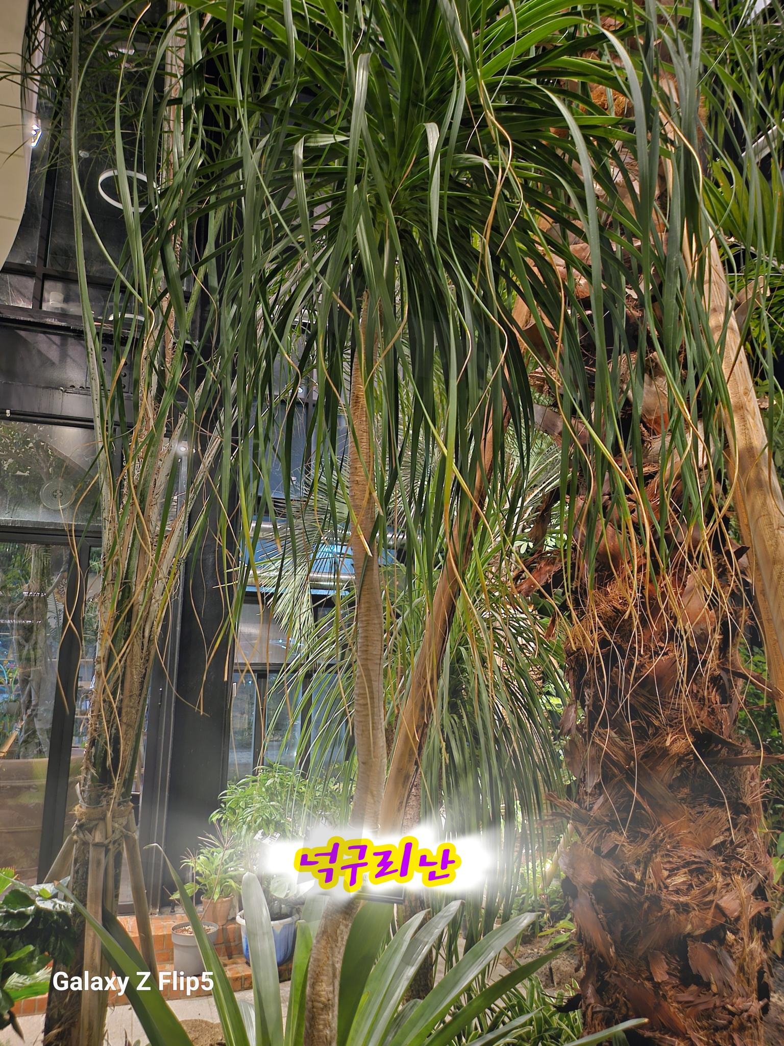 넉구리난 나무 | 자연과 식물의 조화, 전주, 정원문화센터, 넉구리난, 8시마감, 포토존가득, 자연과하나될수있는 곳 | 스탠바이 STANDBUY 디지털 콘텐츠