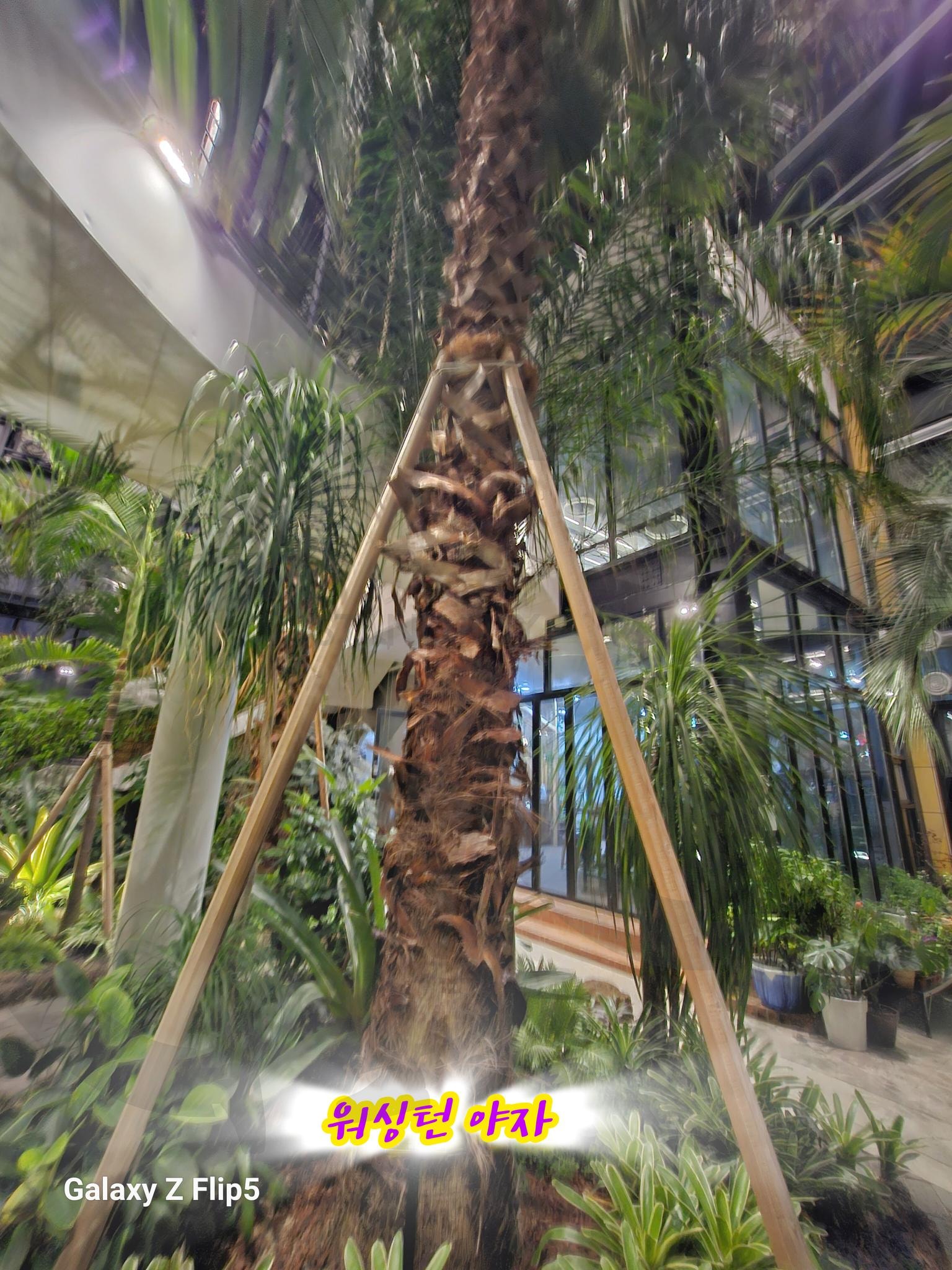 워싱턴 야자나무 | 워싱턴 야자나무, 식물, 전주, 정원문화센터, 자연공부 | 스탠바이 STANDBUY 디지털 콘텐츠