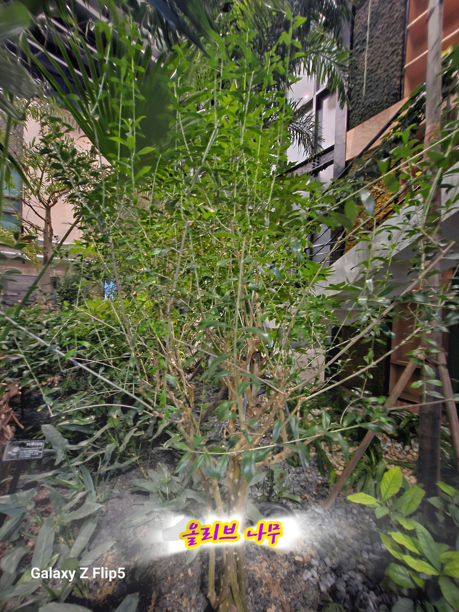 올리브 나무 | 올리브, 나무, 전주, 정원문화센터, 도서관, 식물 | 스탠바이 STANDBUY 디지털 콘텐츠