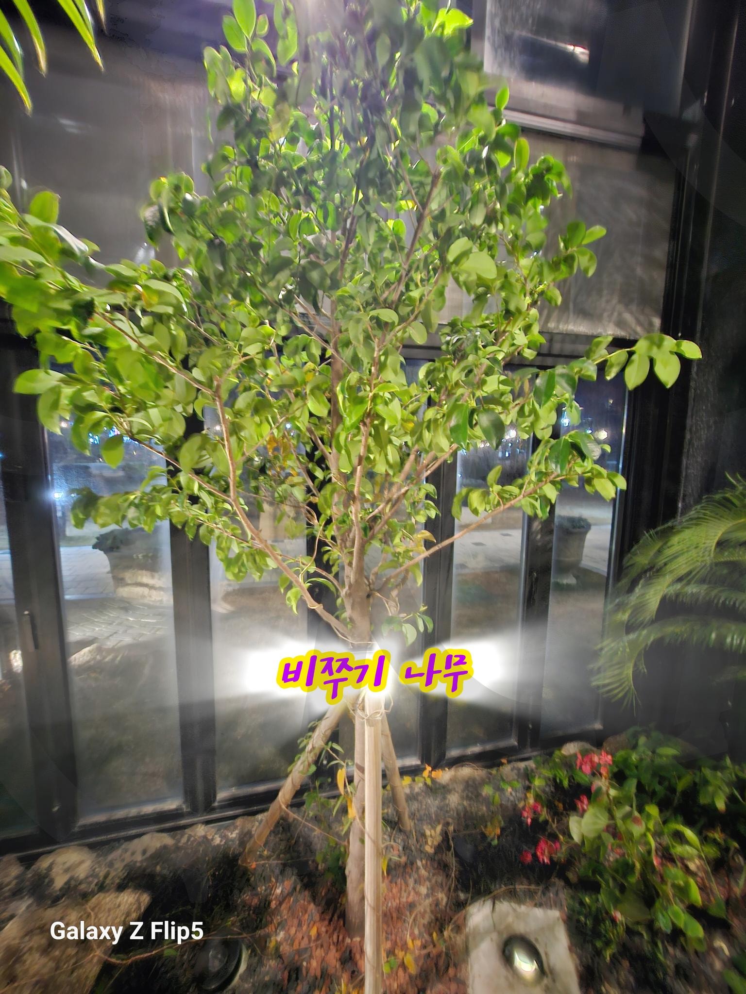 비쭈기 나무 | 비쭈기나무, 전주, 정원문화센터, 8시마감, 식물공부, 도서관 | 스탠바이 STANDBUY 디지털 콘텐츠