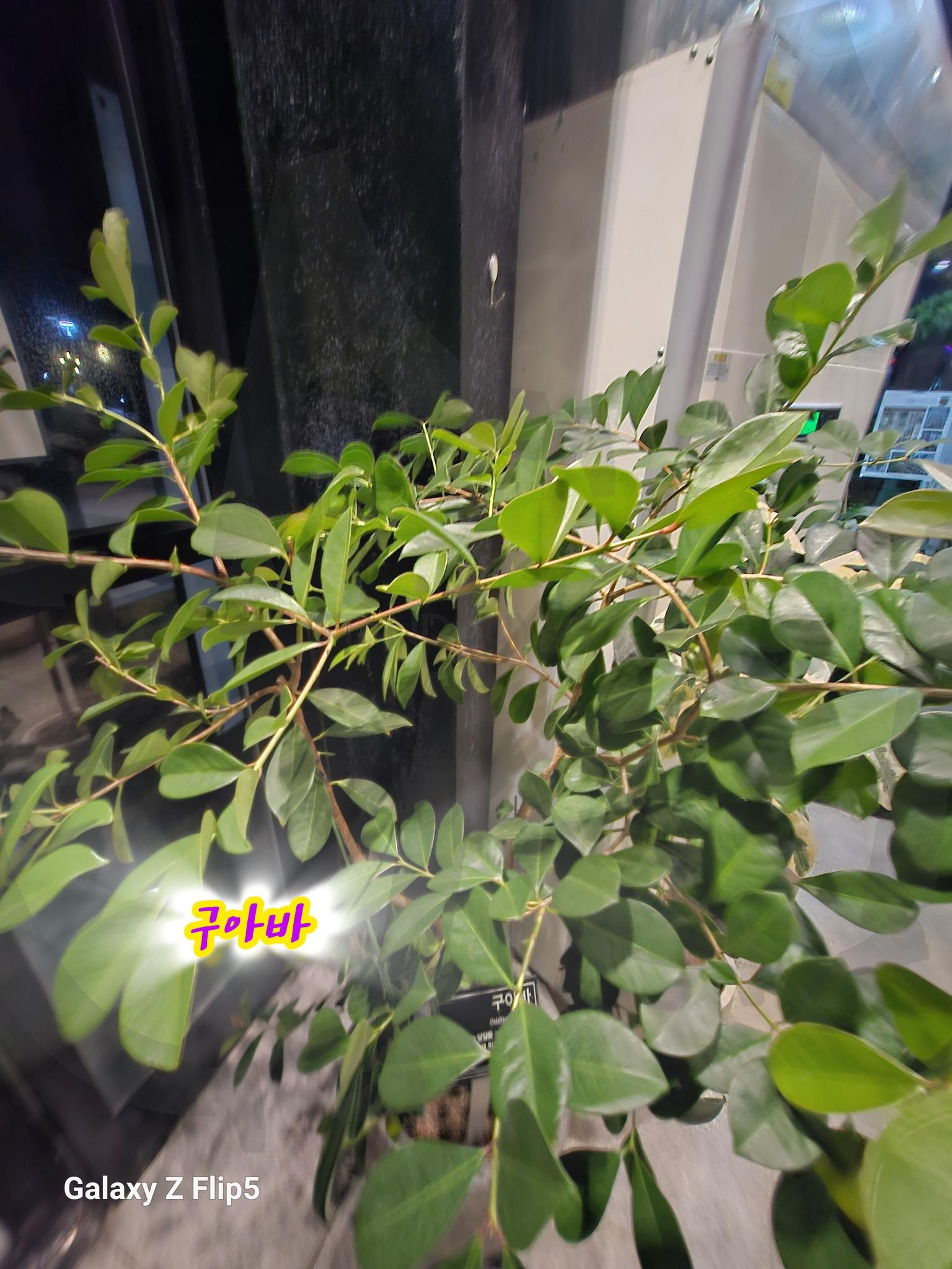 전주정원문화센터ㅡ구아바 | 구아바, 전주, 정원문화센터, 식물, 씨앗, 도서관, 넘좋아요 | 스탠바이 STANDBUY 디지털 콘텐츠