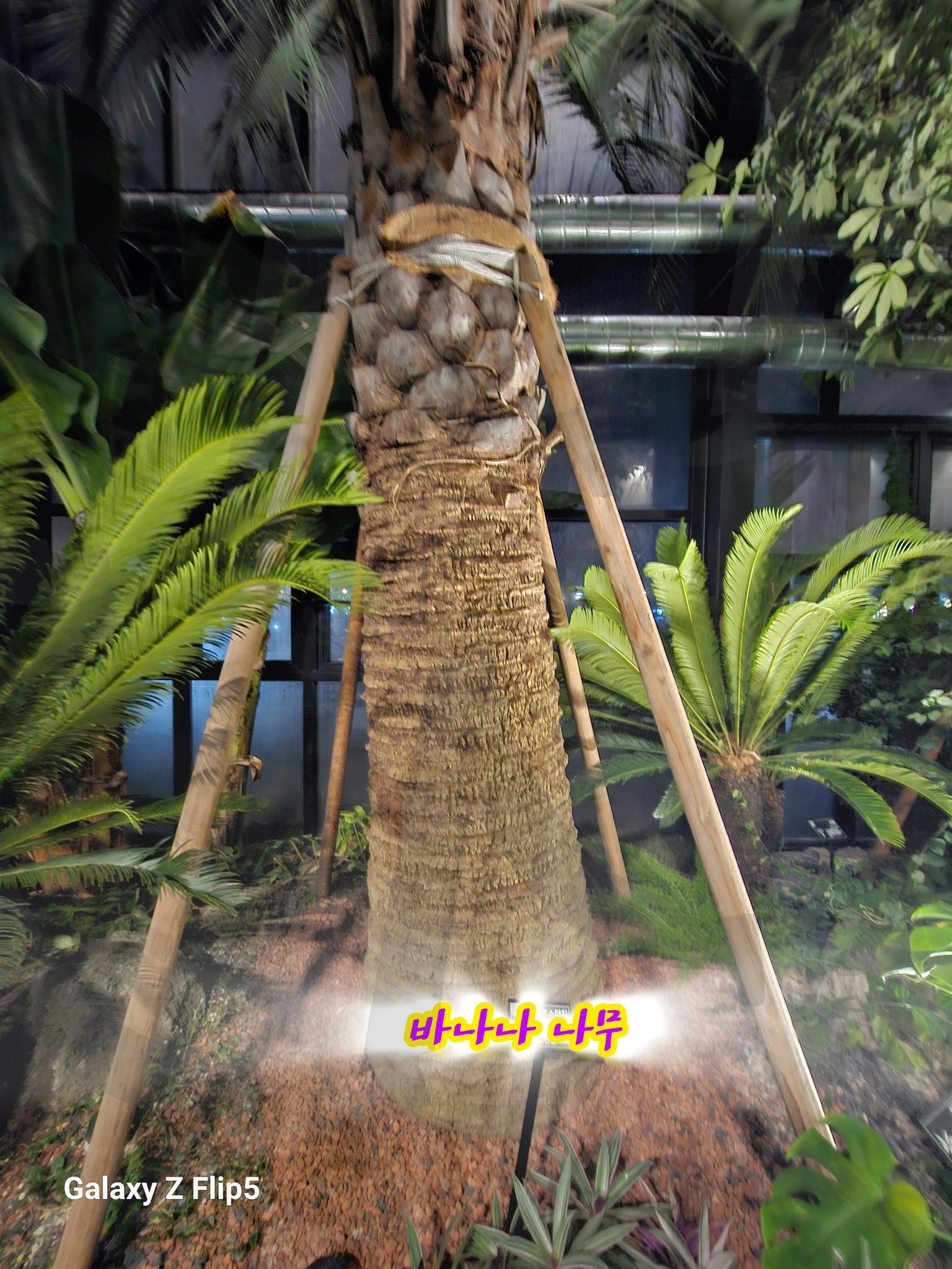 바나나 나무를 전주에서 보다. | 바나나, 나무, 주렁주렁, 제주도아님, 정원문화센터 | 스탠바이 STANDBUY 디지털 콘텐츠