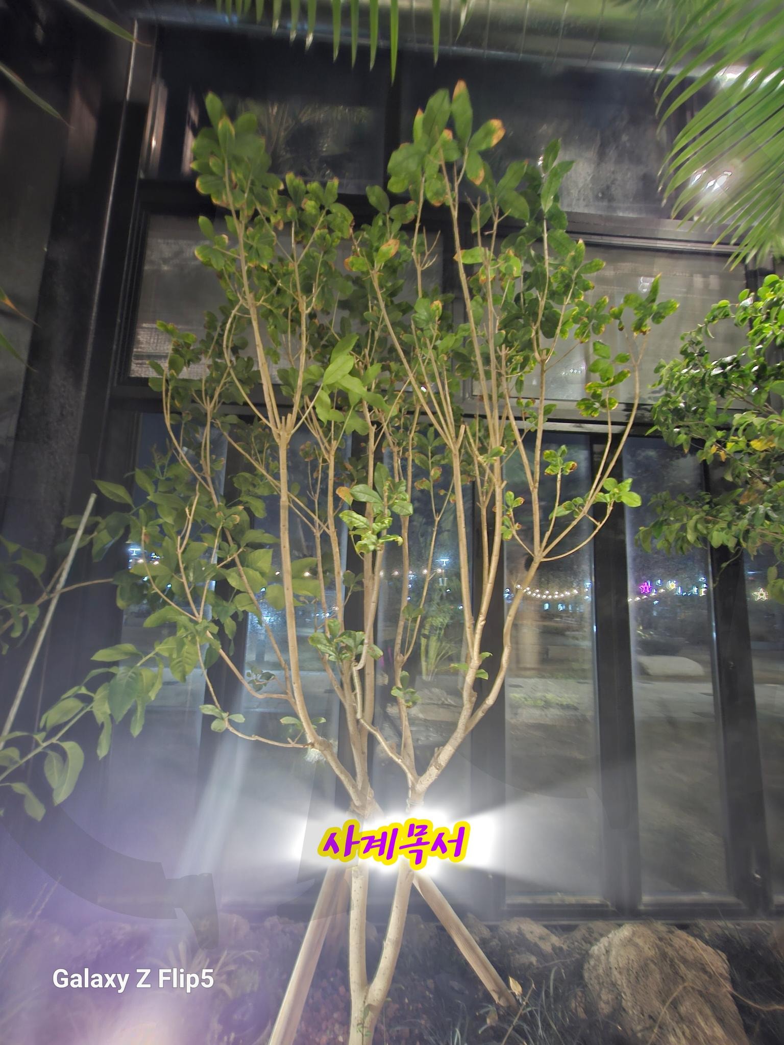 사계목서 나무 🌳 | 사계목서, 전주, 식물, 자연, 8시마감, 9시오픈, 핫플레이스 | 스탠바이 STANDBUY 디지털 콘텐츠