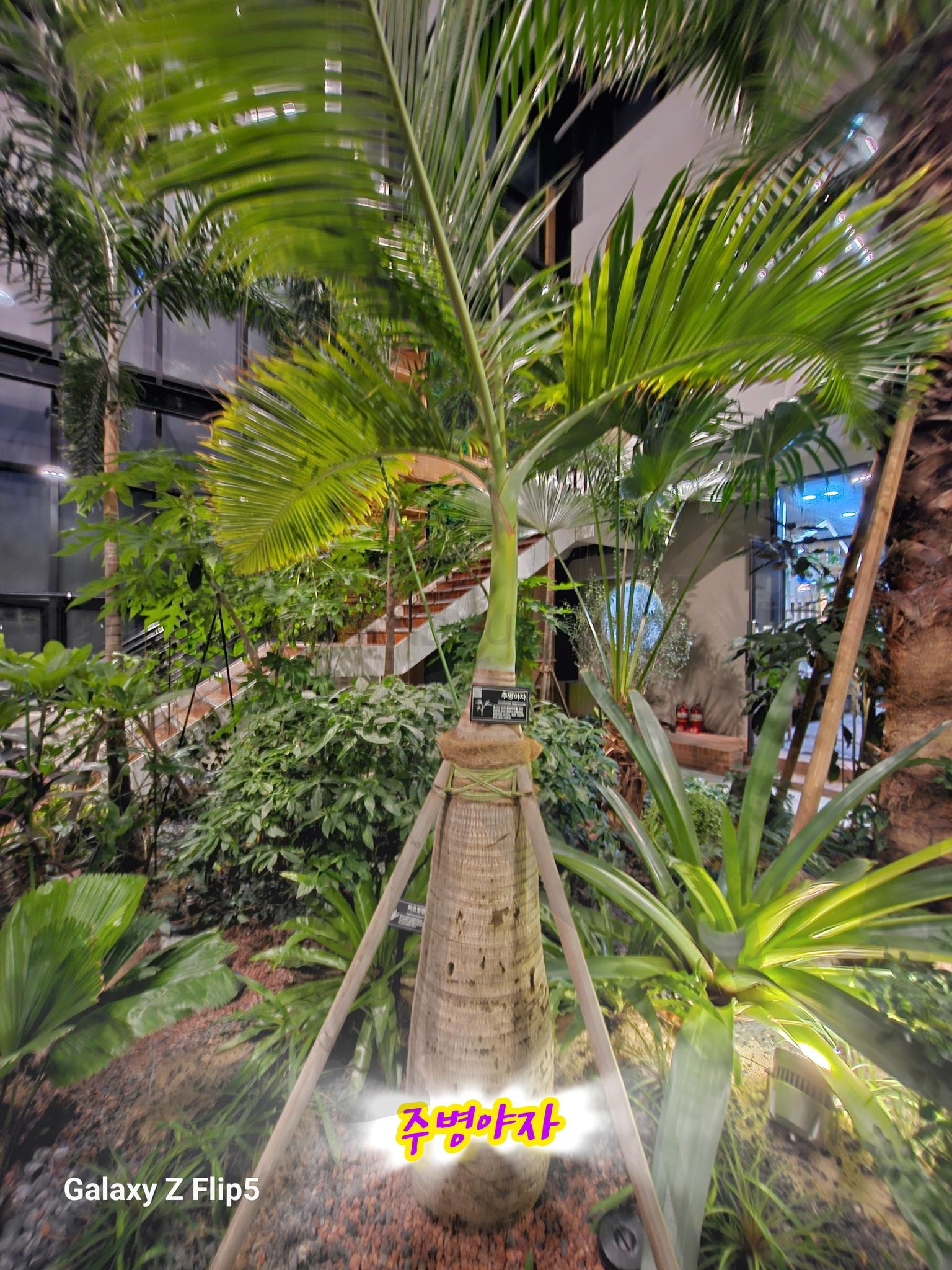 주병야자 나무 | 주병야자, 식물, 열대식물, 전주, 정원문화센터 | 스탠바이 STANDBUY 디지털 콘텐츠