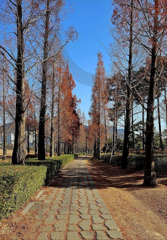 공원 산책길 | 부산, 부산시민공원, 공원, 풍경, 배경, 가을, 겨울, 산책길, 길 | 스탠바이 STANDBUY 디지털 콘텐츠