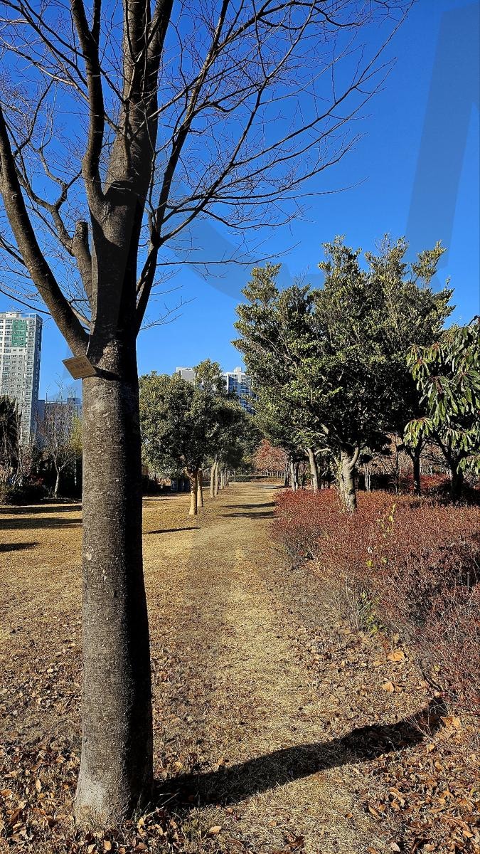 공원 나무길 풍경 | 부산, 부산시민공원, 하늘, 나무, 들판, 풍경, 배경, 겨울, 가을 | 스탠바이 STANDBUY 디지털 콘텐츠