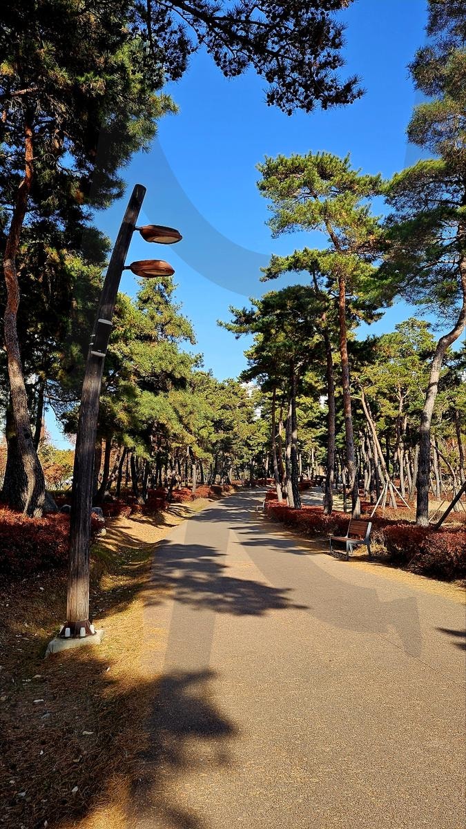 공원 산책로 | 부산, 부산시민공원, 공원, 산책로, 풍경, 배경, 겨울, 가을, 하늘, 나무, 길 | 스탠바이 STANDBUY 디지털 콘텐츠