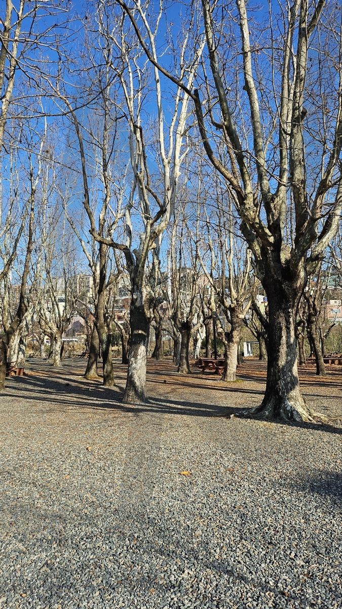 겨울 나무 풍경 | 부산, 부산시민공원, 나무, 풍경, 배경, 공원, 가을, 겨울 | 스탠바이 STANDBUY 디지털 콘텐츠