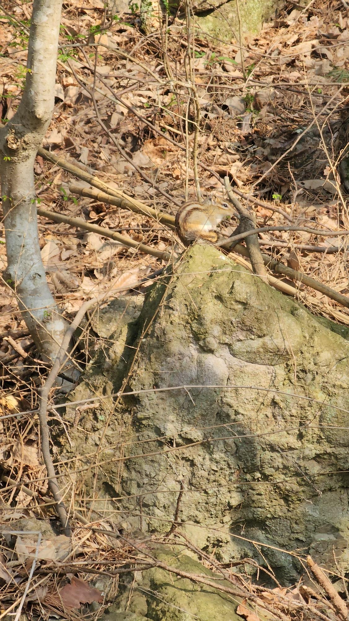 대한민국 전남 장성호 다람쥐 South Jeolla Province, South Jeolla Province, squirrel | 대한민국 전남 장성호 다람쥐 South Jeolla Province, South Jeolla Province, squirrel, 다람쥐, 장성호 다람쥐, 전남 장성호 다람쥐 | 스탠바이 STANDBUY 디지털 콘텐츠